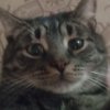 Иконка канала KittyCat