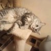 Иконка канала ВанНюша