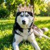 Иконка канала Великая Юкиша 1-ая🔥🐺