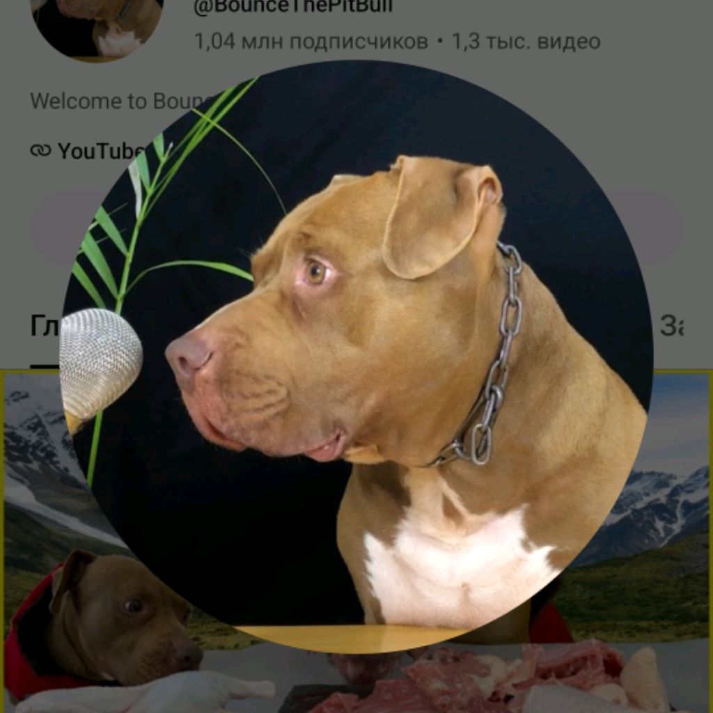 Иконка канала Bonce The Pit bull