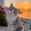 Иконка канала Кошары на каждый день