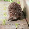 Иконка канала Ëжика_Нет_в_Тумане