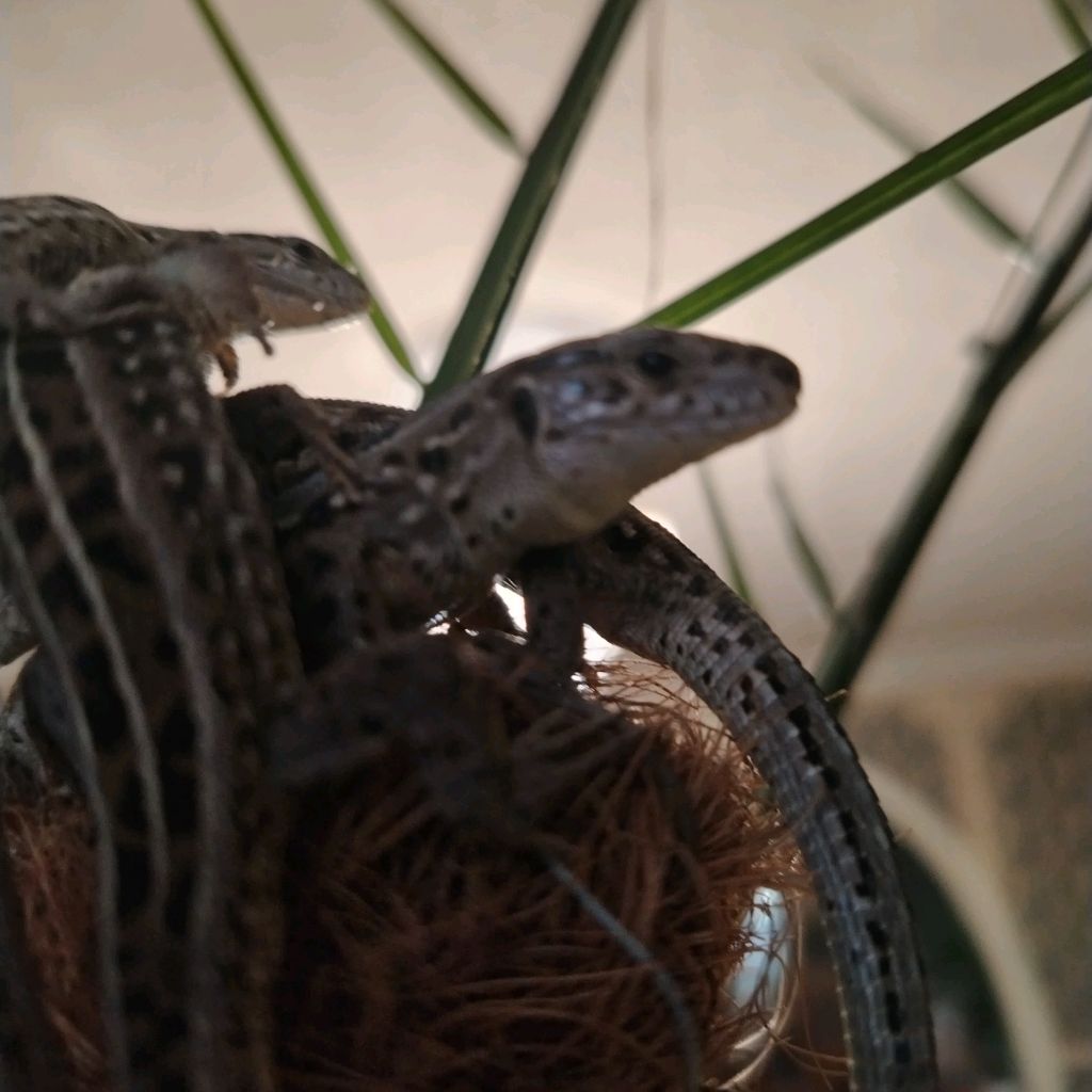 Иконка канала REPTILEUM