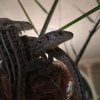 Иконка канала REPTILEUM