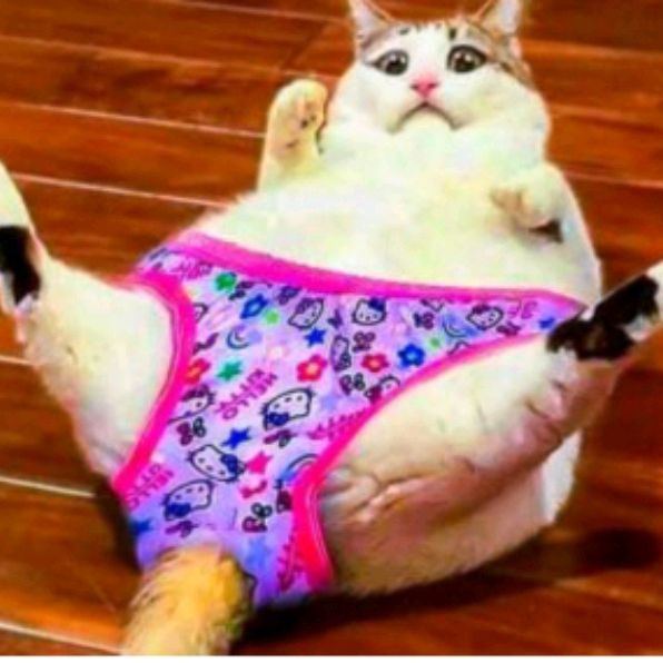 Иконка канала 🐱🩶Пушин~рант🩶🐱