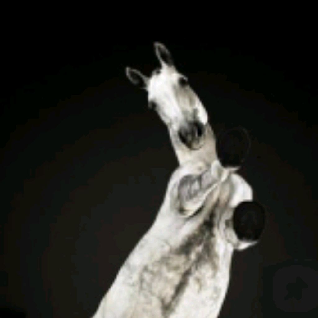 Иконка канала LOVELY HORSE