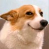 Иконка канала CORGI TV 🩷🌸🎀