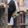 Иконка канала Танцы