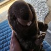 Иконка канала Бобёр337