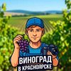 Иконка канала Виноград в Красноярске