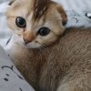 Иконка канала Лапки LIVE
