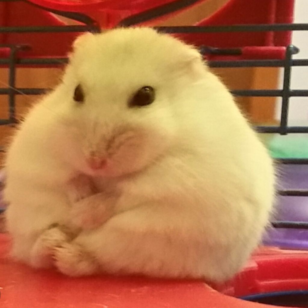 Иконка канала Χⲟⲙⲙυ🐹💛
