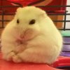 Иконка канала Χⲟⲙⲙυ🐹💛