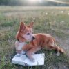 Иконка канала Пранк Хаус
