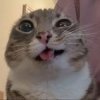 Иконка канала Lomtik   twitch