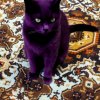 Иконка канала Cat Nap