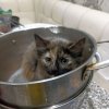 Иконка канала Adelina