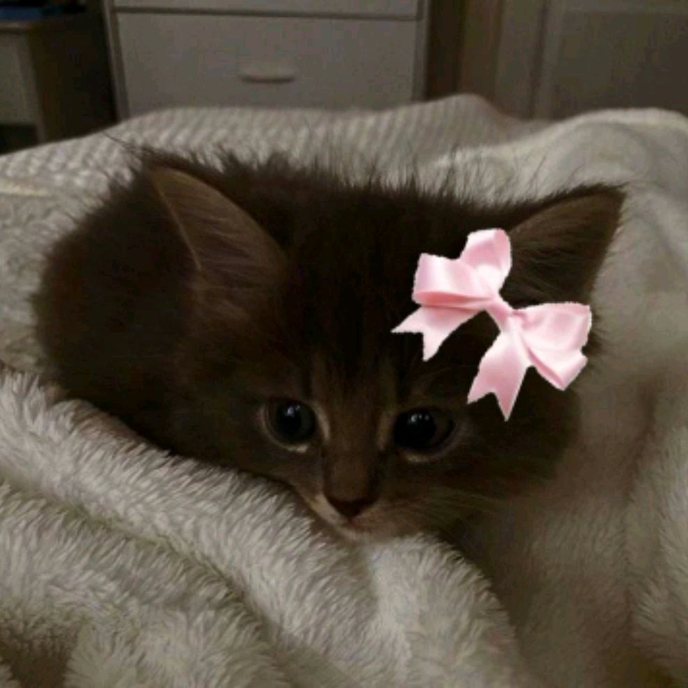 Иконка канала 𝐂𝐚𝐭 🐱