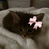 Иконка канала 𝐂𝐚𝐭 🐱