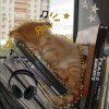 Иконка канала Злобный котик😽