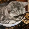 Иконка канала Шушик12