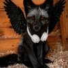 Иконка канала Black.Foxfri