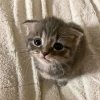 Иконка канала КОТЯТА PLAY