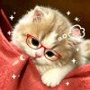 Иконка канала Вилчкинс