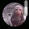Иконка канала Обезьяна 228