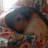 Иконка канала Мои Любимые Животные