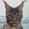 Иконка канала Cat dreams with static