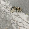 Иконка канала Я  скоро уй  Профессионал Плей Дэйв  и перезаливы