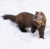 Иконка канала Asya Ferret