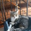 Иконка канала Котёнок Лис