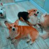 Иконка канала Корг Третий Корги Коржик