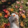 Иконка канала 🍁🍂Грустинка❤️🔥🧇