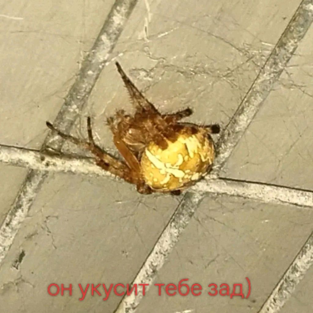 Иконка канала Zewir