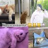 Иконка канала Кранчивиты 🐱🐱🐱🐭