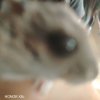 Иконка канала Белла🪷🐱🐶🌸