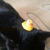 Иконка канала 🦆Утка Мандаринка🍊