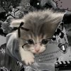 Иконка канала Котята