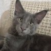 Иконка канала Кот Марсель🐾