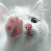 Иконка канала PurrCatPlay