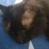 Иконка канала 🐈⬛ЧЁРНЫЙ-DEMО 3k🐈⬛