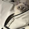 Иконка канала котик