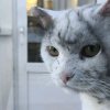 Иконка канала Чумазый 🐱🐈 Кот