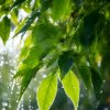 Иконка канала channel28005442. 🍀🍃💧