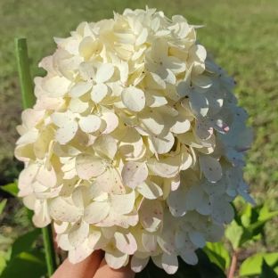 Иконка канала От черенка до сада