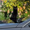 Иконка канала Авто люкс
