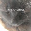 Иконка канала 🐈⬛ЧЁРНЫЙ-DEMО 3k🐈⬛